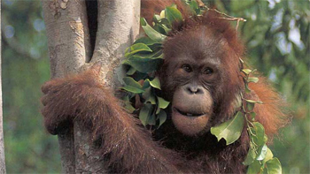   Orangutanes criados en cautiverio fueron liberados para ver su adaptación a la selva 