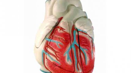   Cardióloga recomendó conductas preventivas para el cuidado de la salud femenina 