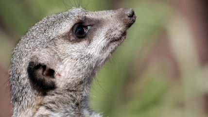Las nuevas suricatas del Zoológico Metropolitano
