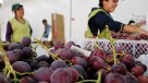 Sector exportador: La agricultura está reclamando una falta de políticas de Estado