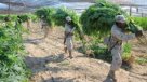 Queman 120 hectáreas de marihuana halladas en México