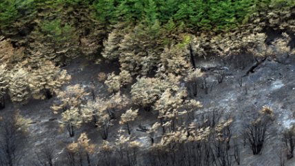   Guía de Torres del Paine: La reforestación no traerá de vuelta el bosque que conocí 