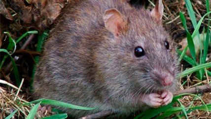   Seremi de Salud entregó detalles del cierre del Jumbo Bilbao por fecas de ratones 