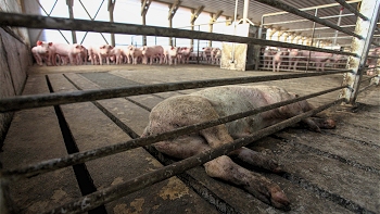 Agrosuper: La empresa ha realizado grandes esfuerzos para eliminar malos olores