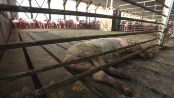 Un millar de cerdos serán incinerados tras morir en planta Agrosuper