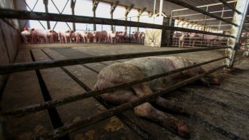 Agrosuper pidió más plazo para trasladar a los cerdos de Freirina