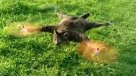 Inventor convirtió un gato muerto en un helicóptero