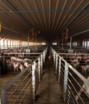 Vecinos de Freirina denunciaron que Agrosuper continúa operando faenadora