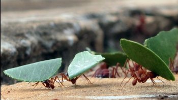 Estos son los animales que le ganan a Bolt y Phelps