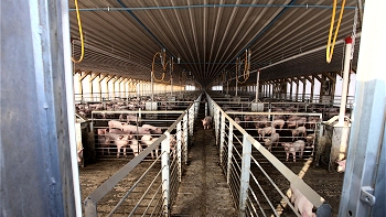 Consultora alista plan con posibles soluciones para planta Agrosuper en Freirina