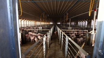 Agrosuper: Nunca se habló de un cierre definitivo de la planta de Freirina