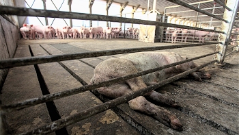 Entrega de informe por planta de cerdos en Freirina se pospuso por tercera vez