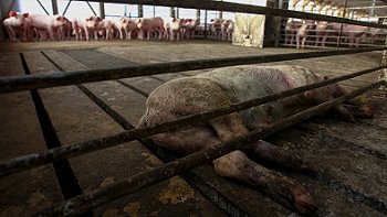 Agrosuper: Cumplimos las normas más exigentes del mundo