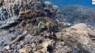 Una vuelta bajo el mar con Google Street View