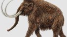 Niño halló restos de un mamut lanudo en Rusia