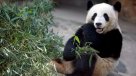 Hombres prehistóricos chinos comían carne de oso panda