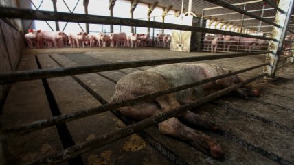 Agrosuper retiró recurso de amparo económico sobre planta en Freirina