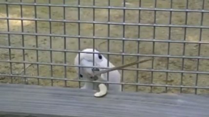   Figaro, la cacatúa autosuficiente que sorprende a la ciencia 