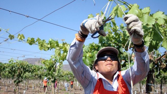 Día de las Temporeras: Trabajadoras acusaron desprotección laboral