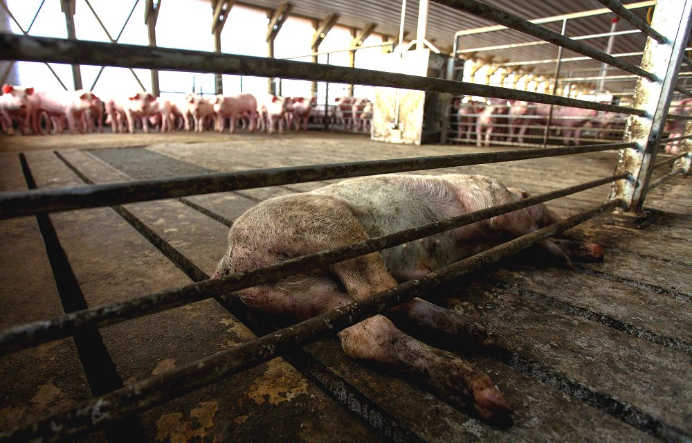 Autoridad ambiental endureció normas para planta de Agrosuper en Freirina