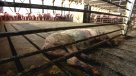 Autoridad ambiental endureció normas para planta de Agrosuper en Freirina