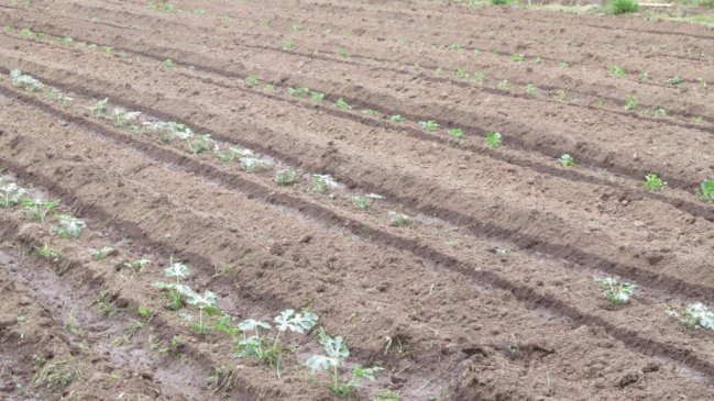 Agricultores claman por uso razonable del agua en el Maule