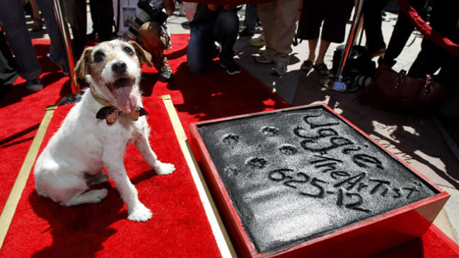 Perro protagonista de 