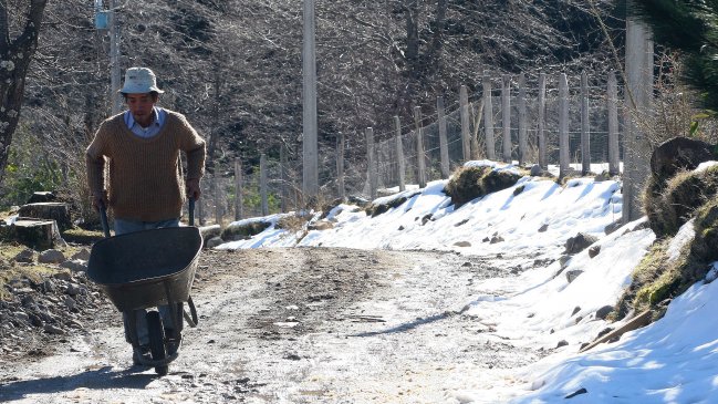 Bajas temperaturas en La Araucanía afectan a la agricultura de la zona