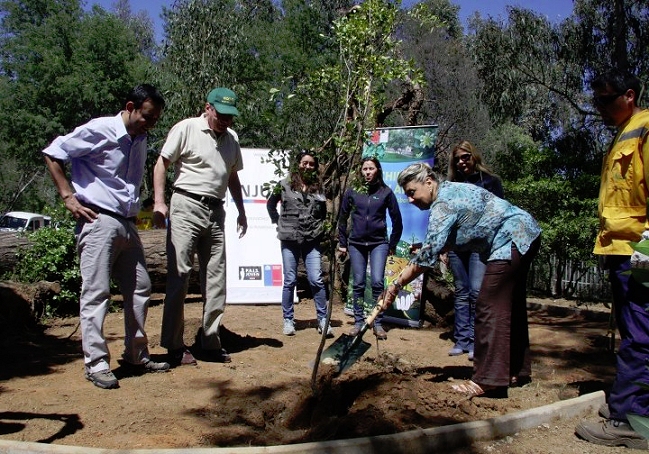 Comenzó la reforestación de la Quinta Vergara con plantación de 200 árboles