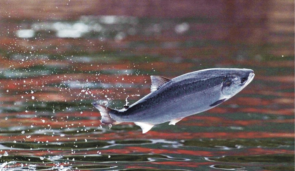 Casi 50 mil salmones se fugaron desde un centro de cultivo en Aysén