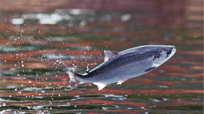 Casi 50 mil salmones se fugaron desde un centro de cultivo en Aysén