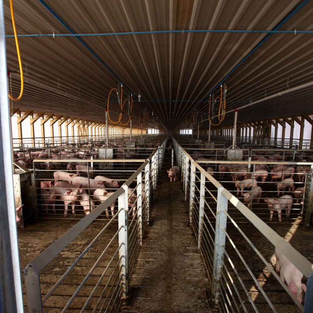 Agrosuper celebró dictamen en Freirina: Ratifica que no hay peligro para la población