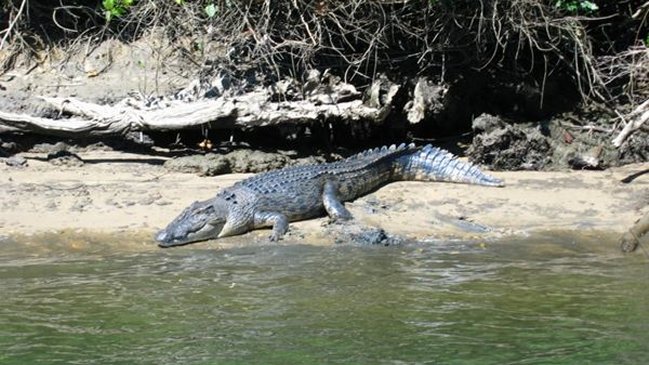 Un niño de 12 años murió devorado por un cocodrilo en Australia
