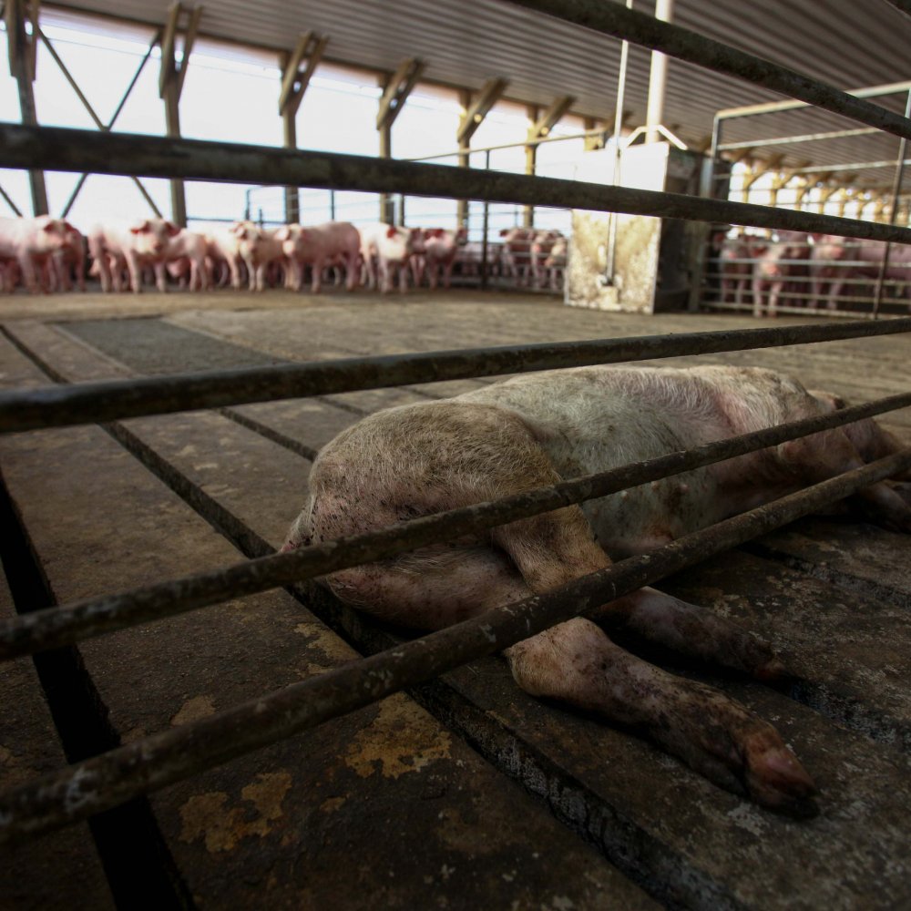 Freirina: Experto llamó a investigar efecto de proyectos mineros en río Huasco