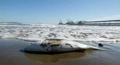 Suprema ratificó autorización de funcionamiento para Fundición Ventanas