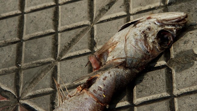 Las razones de los pescadores para acusar que Longueira 