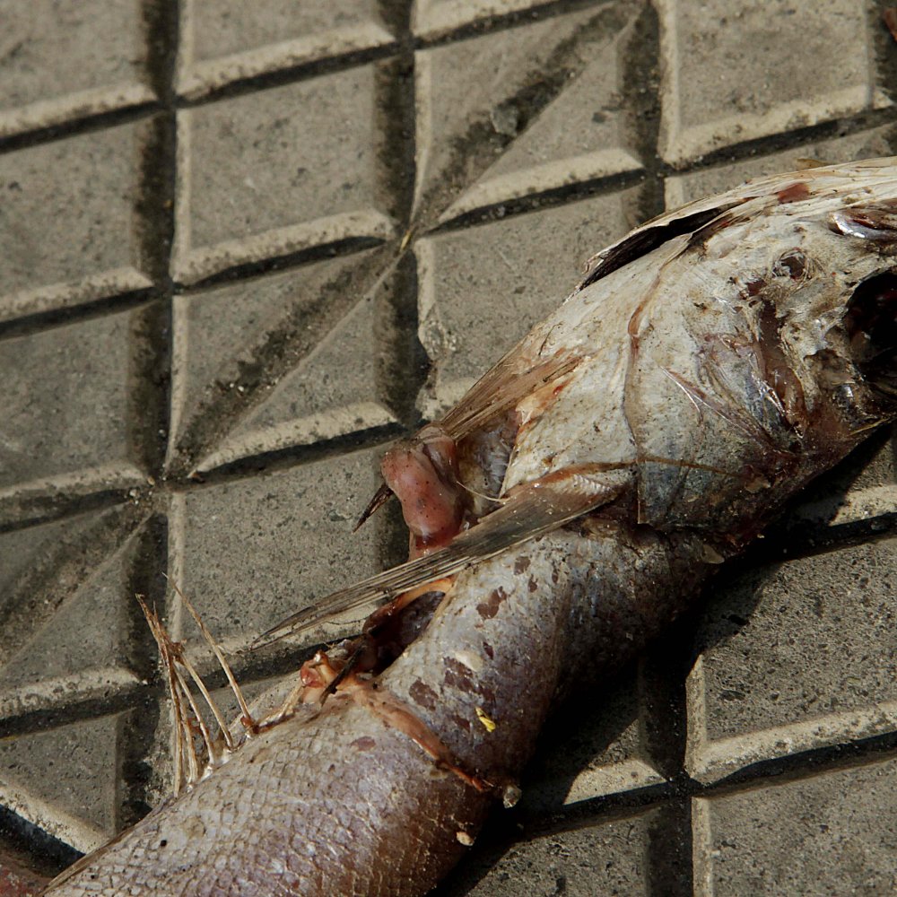 Las razones de los pescadores para acusar que Longueira 