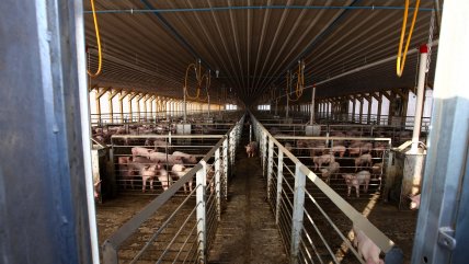 Ex directora de Conama: Agrosuper cumplió con todos los procedimientos