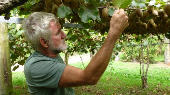 Agricultores de la región del Maule están en alerta por presencia de bacteria en kiwis