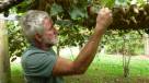 Agricultores de la región del Maule están en alerta por presencia de bacteria en kiwis