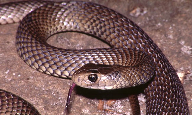 Mujer encontró siete serpientes venenosas en el ropero de su hijo