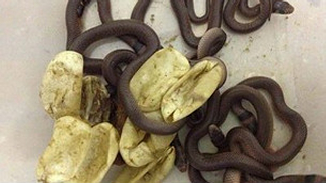 Niño que guardó serpientes venenosas en su clóset resultó ileso