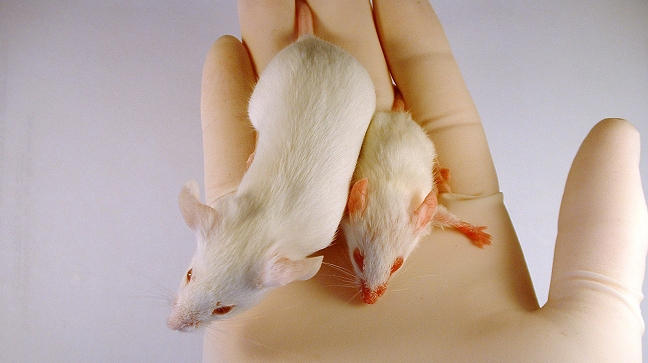 Científicos curaron el cáncer de próstata en ratones con virus