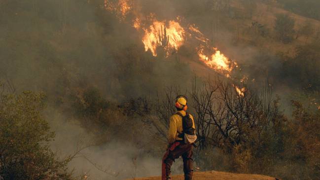 Onemi levantó alerta roja por incendio forestal en Zapallar