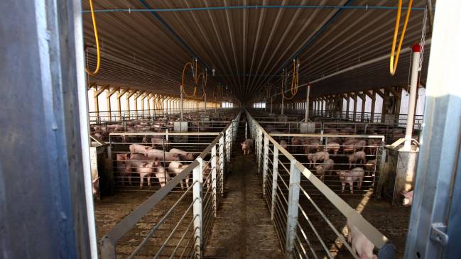 Directorio de Agrosuper ratificó cierre indefinido de planta en Freirina