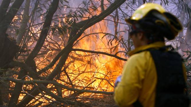 Onemi: Incendio en Jardín Botánico de Viña del Mar está controlado y decretan alerta amarilla