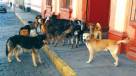 Grupo animalista rechazó \