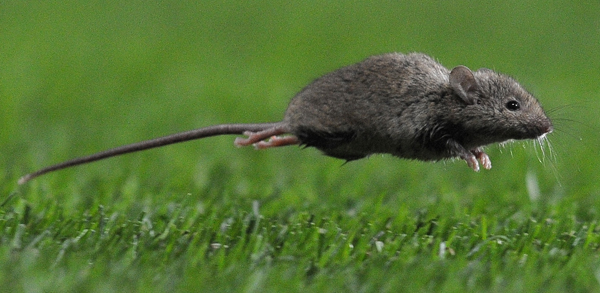 Los consejos para evitar el virus Hanta durante las vacaciones