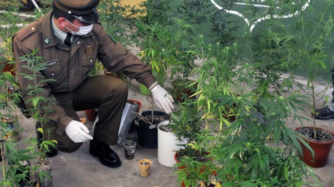 Carabineros incautó más de dos mil plantas de marihuana en Los Vilos