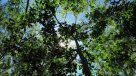 Grupo de científicos prepara sistema para monitorizar la biodiversidad mundial